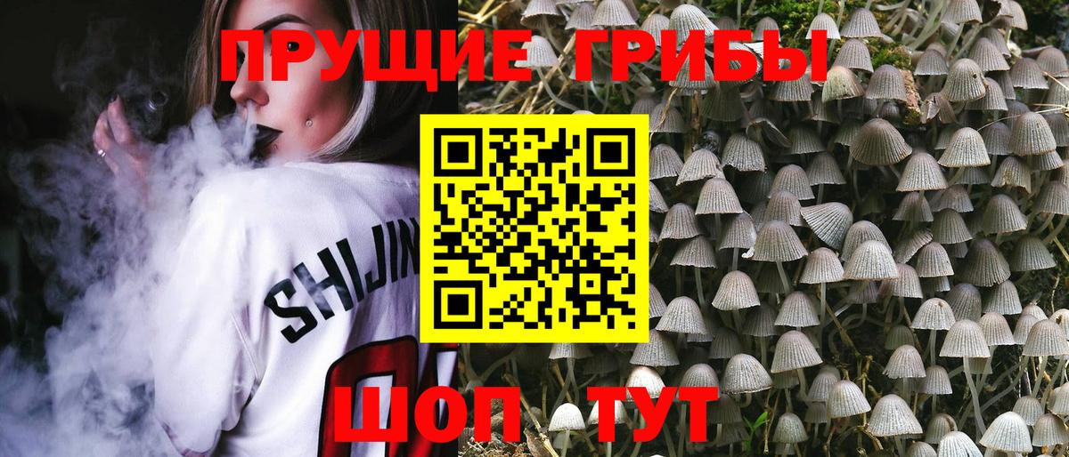 Губкин  Галлюциногенные грибы Psilocybine cubensis  Вход с VPN 